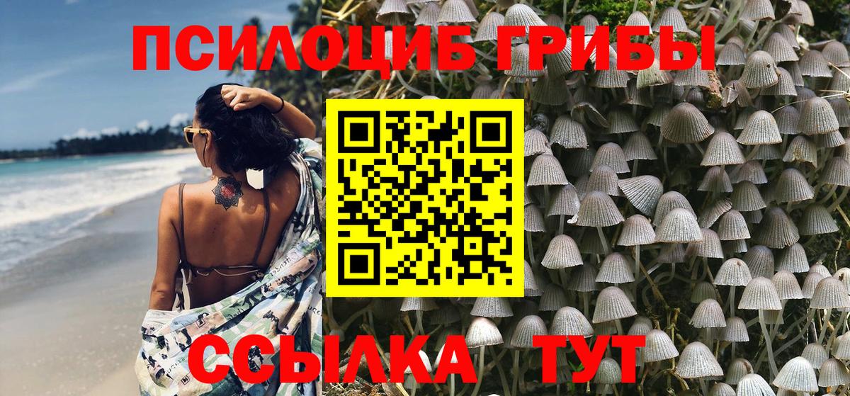 Галлюциногенные грибы Psilocybe Котлас